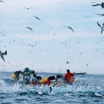 Quand les fous du Cap attaquent un banc de sardine