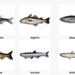 Cachez-moi cete liste de poissons cachers sur Wikipedia que je ne saurais voir