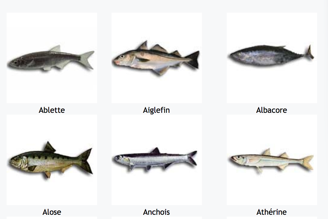 Cachez Moi Cete Liste De Poissons Cachers Sur Wikipedia Que