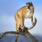 Un coureur tue un puma lors d’un trail dans le Colorado