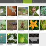 Connaissez-vous iNaturalist ?