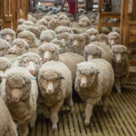 Abandonnez le leadership, passez au « followership »