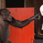 Terminator X : des robots contre des singes ?